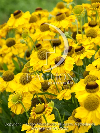botanic stock photo Helenium