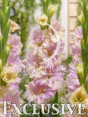 botanic stock photo Gladiolus