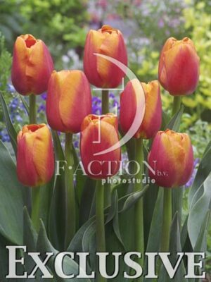 botanic stock photo Tulipa