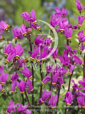 botanic stock photo Dodecatheon