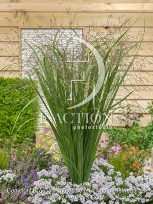 botanic stock photo Panicum