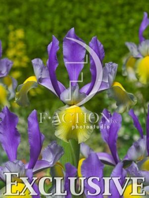 botanic stock photo Iris