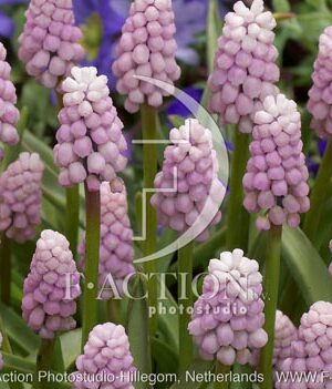 botanic stock photo Muscari