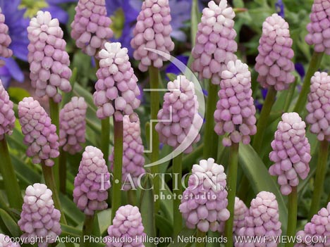 botanic stock photo Muscari