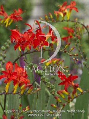 botanic stock photo Crocosmia