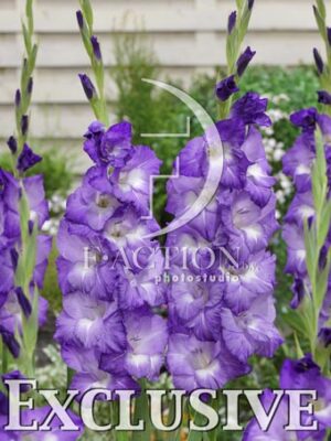 botanic stock photo Gladiolus