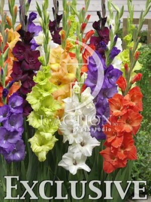 botanic stock photo Gladiolus
