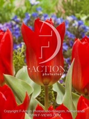 botanic stock photo Tulipa