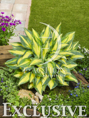 botanic stock photo Hosta