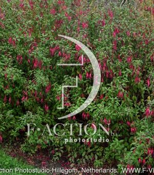 botanic stock photo Fuchsia
