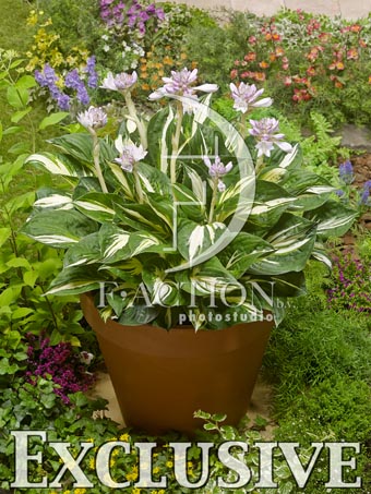 botanic stock photo Hosta