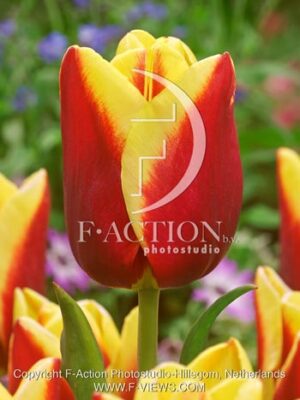 botanic stock photo Tulipa