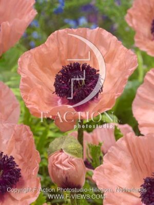 botanic stock photo Papaver
