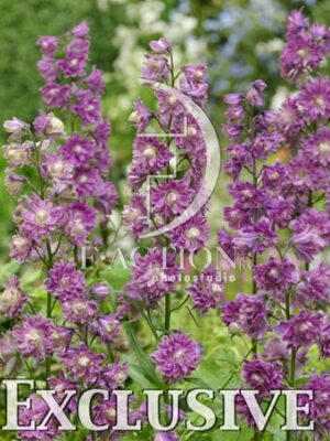 botanic stock photo Delphinium