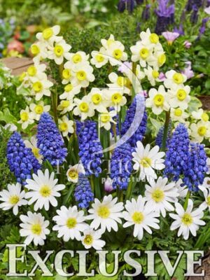 botanic stock photo Spring flowers