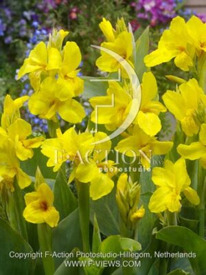 botanic stock photo Canna