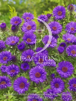 botanic stock photo Aster