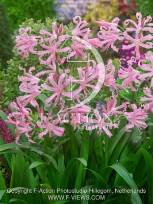 botanic stock photo Nerine