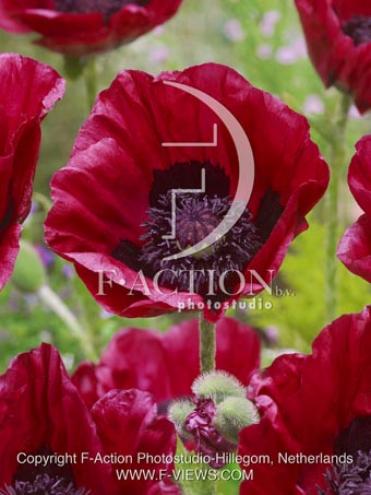 botanic stock photo Papaver