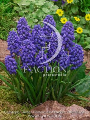 botanic stock photo Muscari