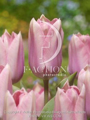 botanic stock photo Tulipa