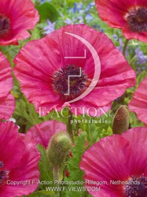 botanic stock photo Papaver