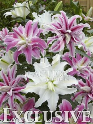 botanic stock photo Lilium