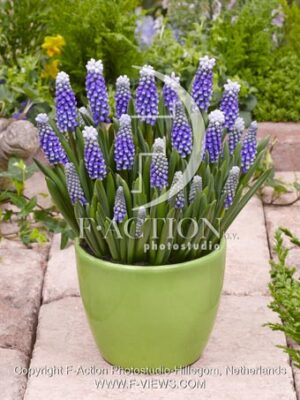 botanic stock photo Muscari