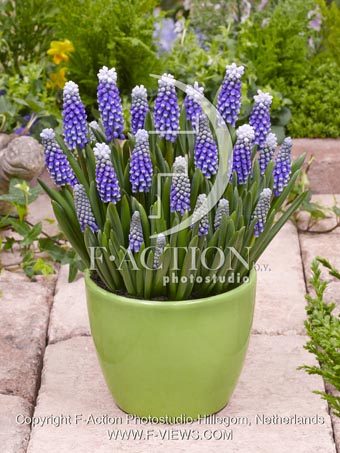 botanic stock photo Muscari