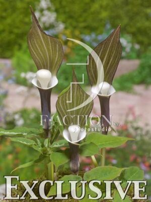 botanic stock photo Arisaema