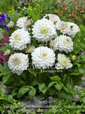 botanic stock photo Dahlia