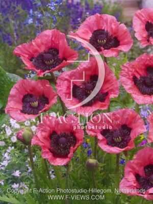 botanic stock photo Papaver
