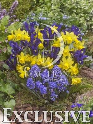botanic stock photo Spring