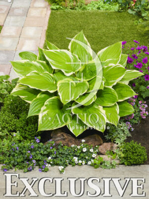 botanic stock photo Hosta