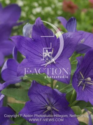 botanic stock photo Platycodon