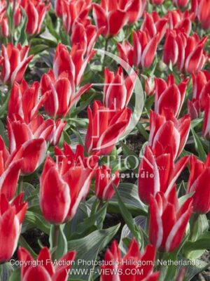 botanic stock photo Tulipa