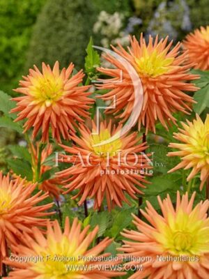 botanic stock photo Dahlia