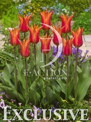 botanic stock photo Tulipa
