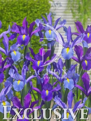 botanic stock photo Iris