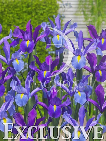 botanic stock photo Iris