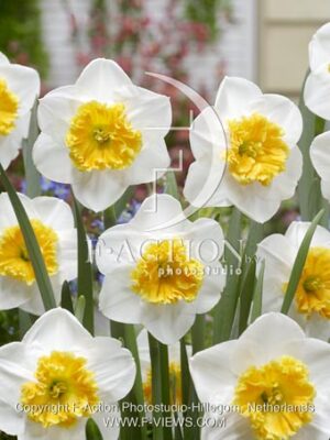 botanic stock photo Narcissus