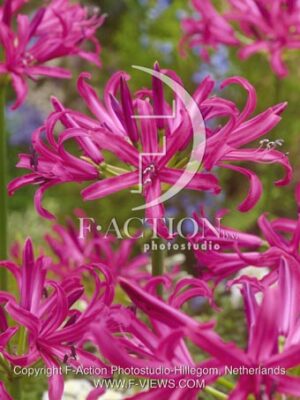 botanic stock photo Nerine