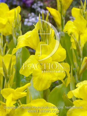botanic stock photo Canna