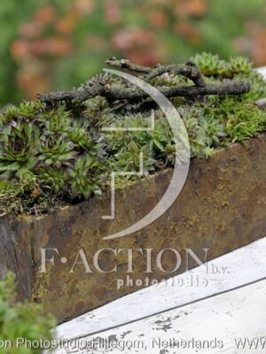 botanic stock photo Sempervivum