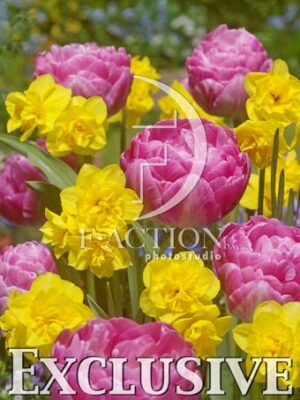 botanic stock photo Tulipa