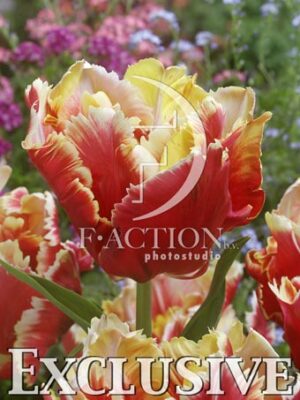 botanic stock photo Tulipa