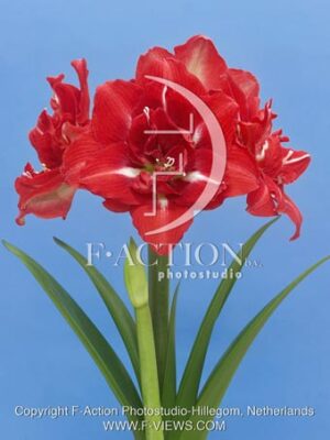 botanic stock photo Hippeastrum