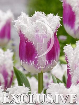 botanic stock photo Tulipa