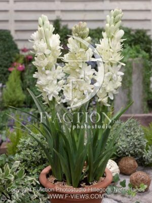 botanic stock photo Polianthes