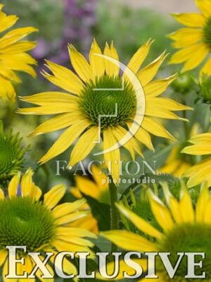 botanic stock photo Echinacea